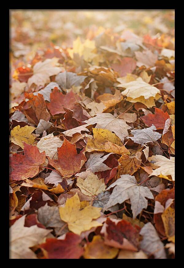 Autumn Leaf Pile Abstract