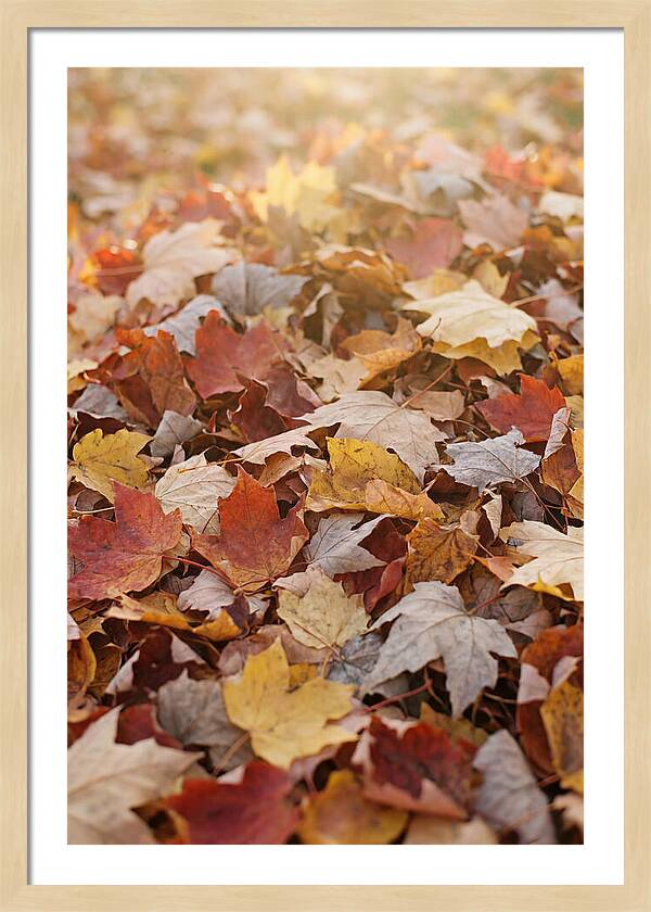Autumn Leaf Pile Abstract