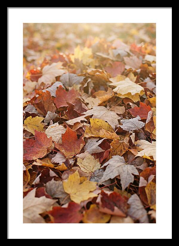 Autumn Leaf Pile Abstract