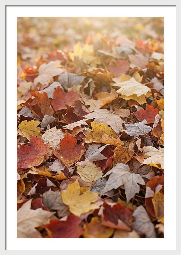 Autumn Leaf Pile Abstract