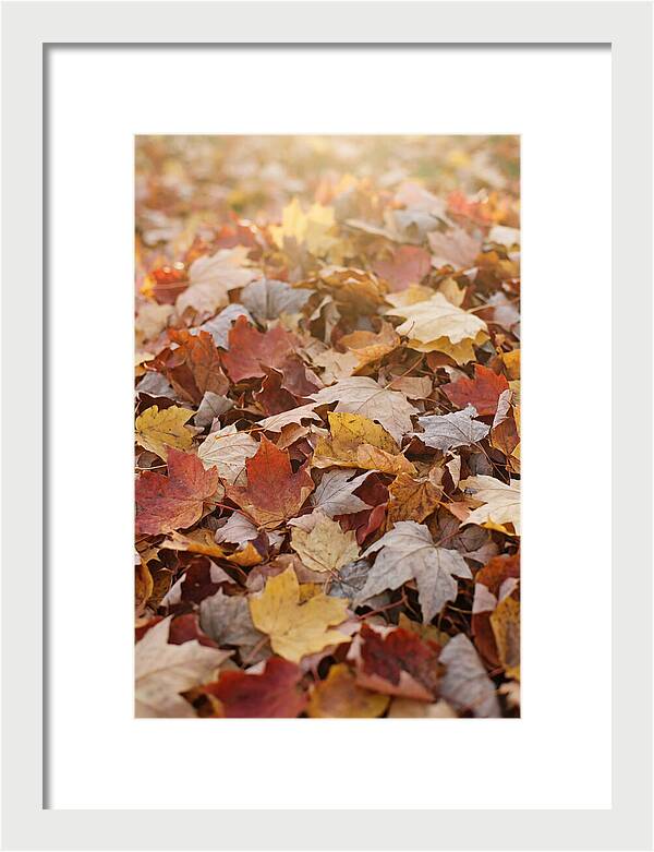 Autumn Leaf Pile Abstract