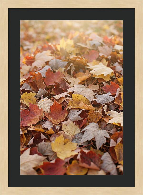 Autumn Leaf Pile Abstract