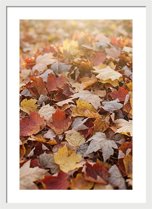 Autumn Leaf Pile Abstract