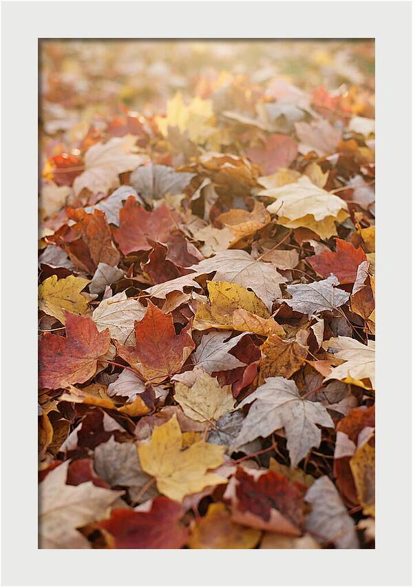 Autumn Leaf Pile Abstract