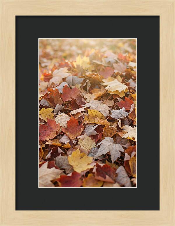 Autumn Leaf Pile Abstract