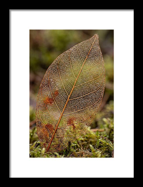 Autumn Leaf Veins