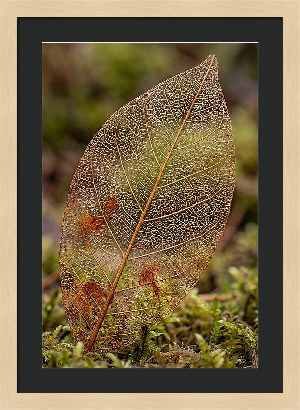 Autumn Leaf Veins