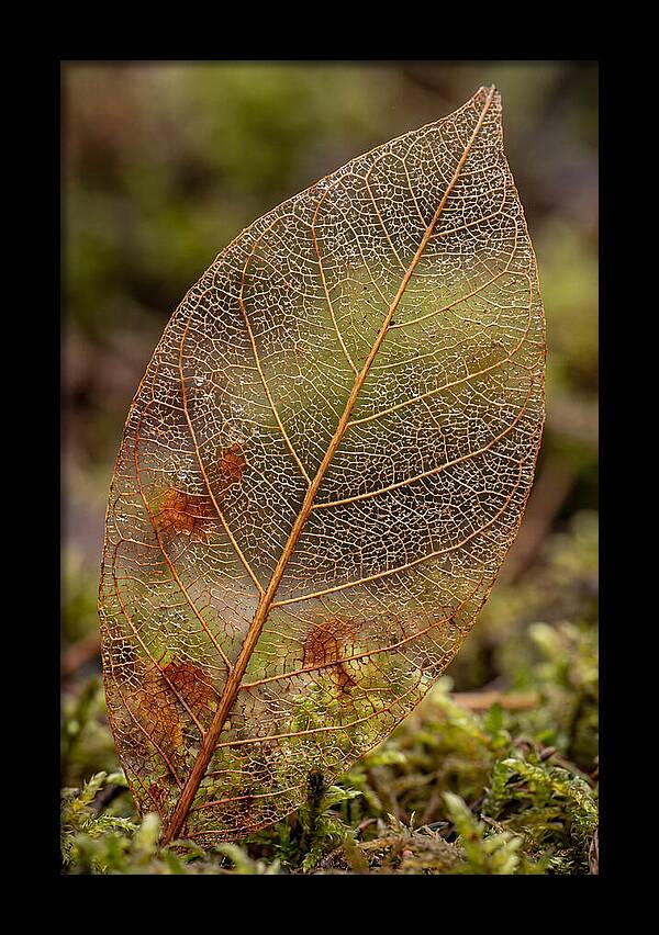 Autumn Leaf Veins