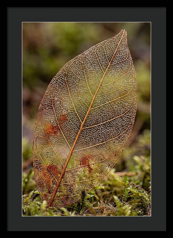 Autumn Leaf Veins