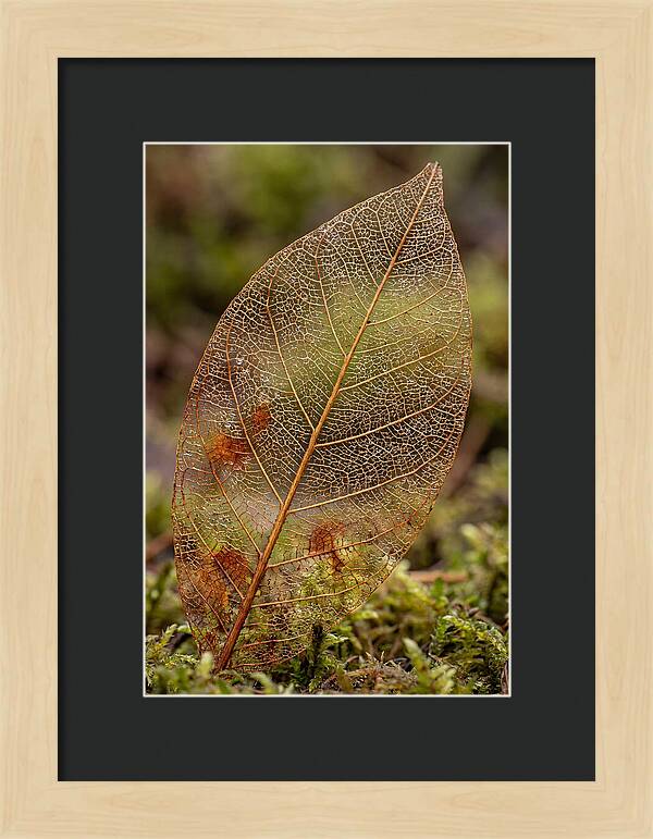 Autumn Leaf Veins