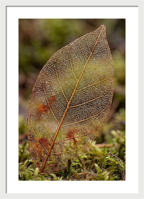 Autumn Leaf Veins