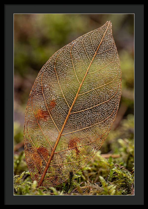 Autumn Leaf Veins