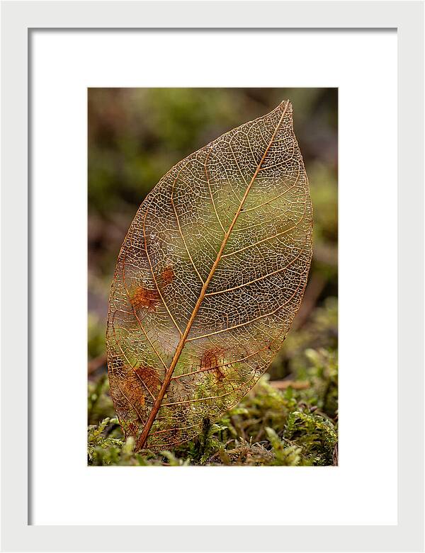 Autumn Leaf Veins