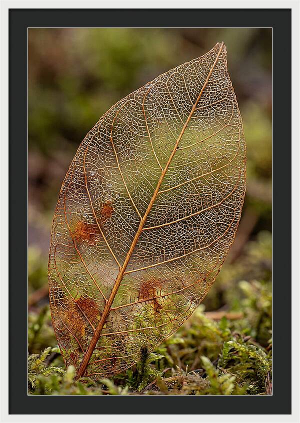 Autumn Leaf Veins