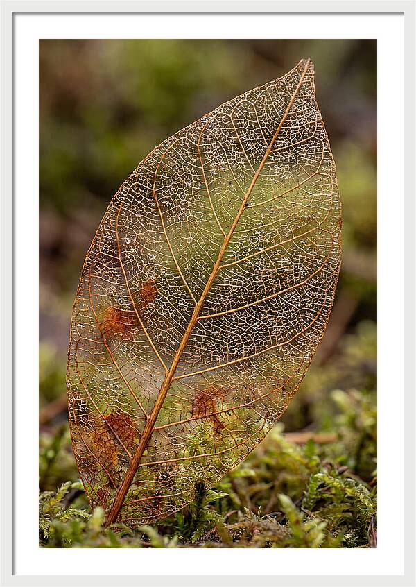 Autumn Leaf Veins