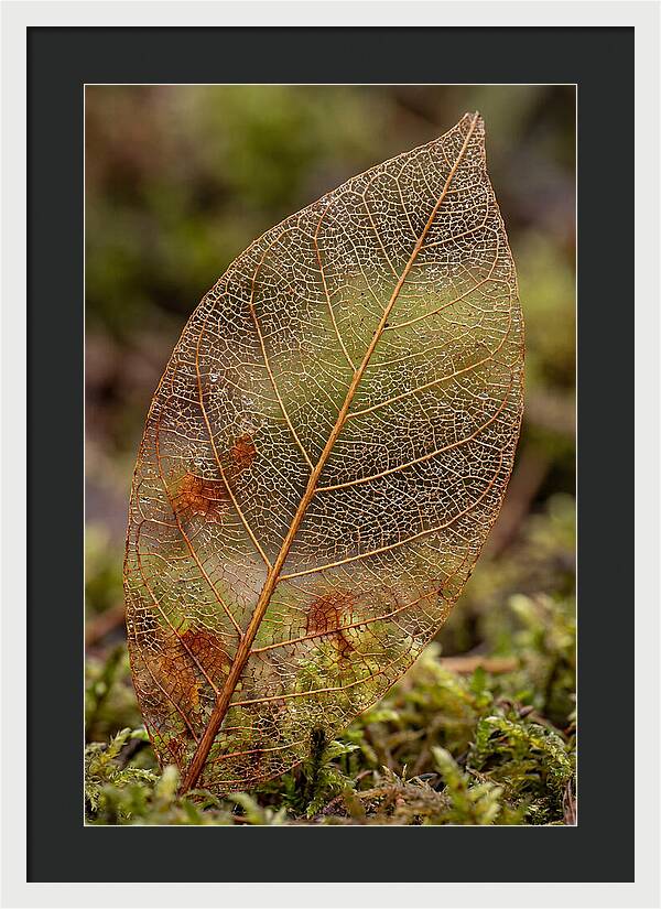 Autumn Leaf Veins