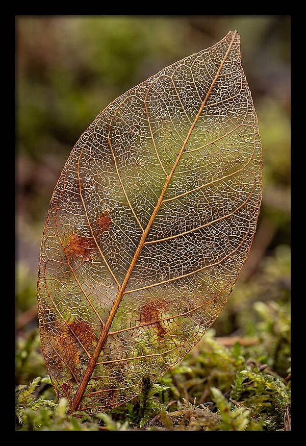 Autumn Leaf Veins