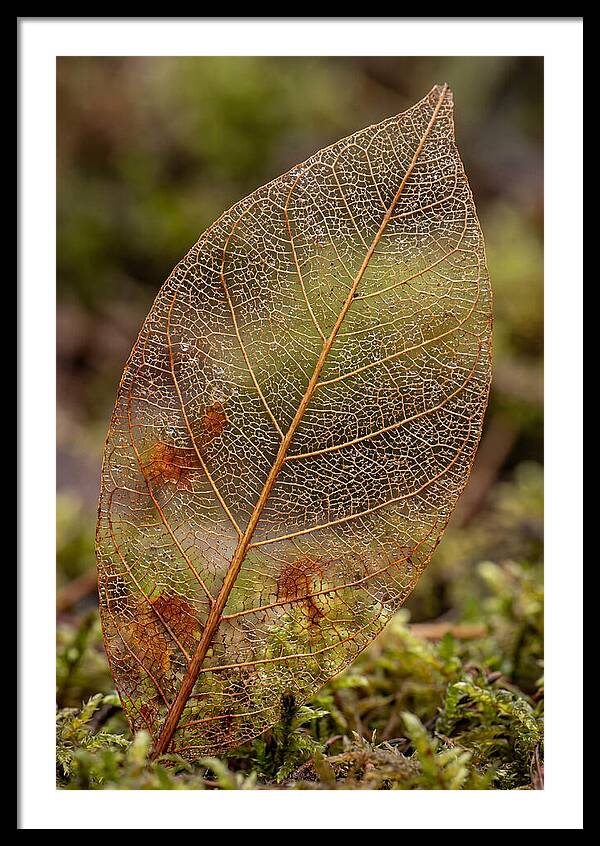 Autumn Leaf Veins