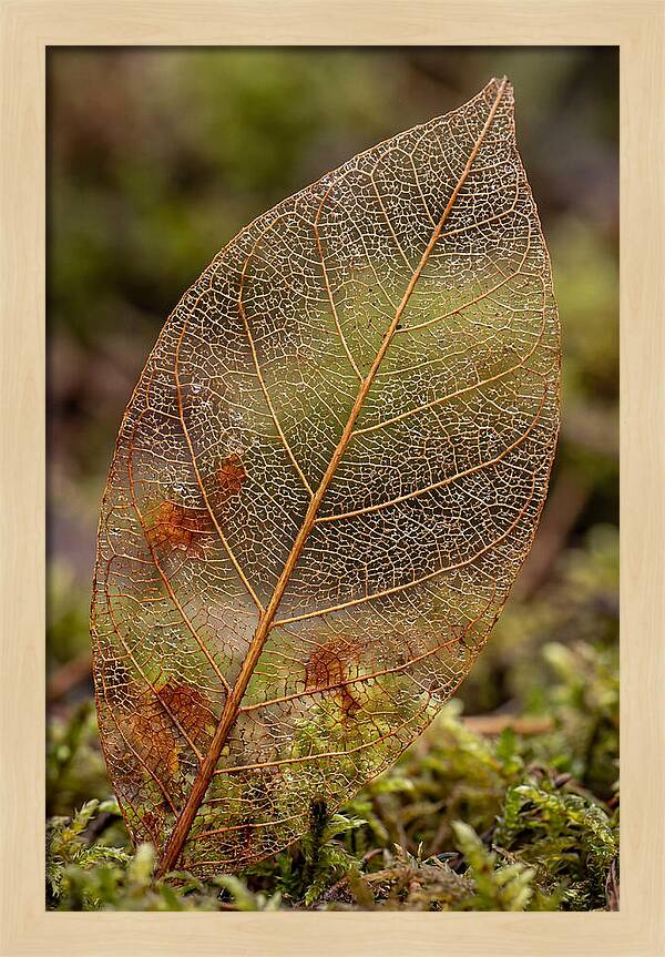 Autumn Leaf Veins