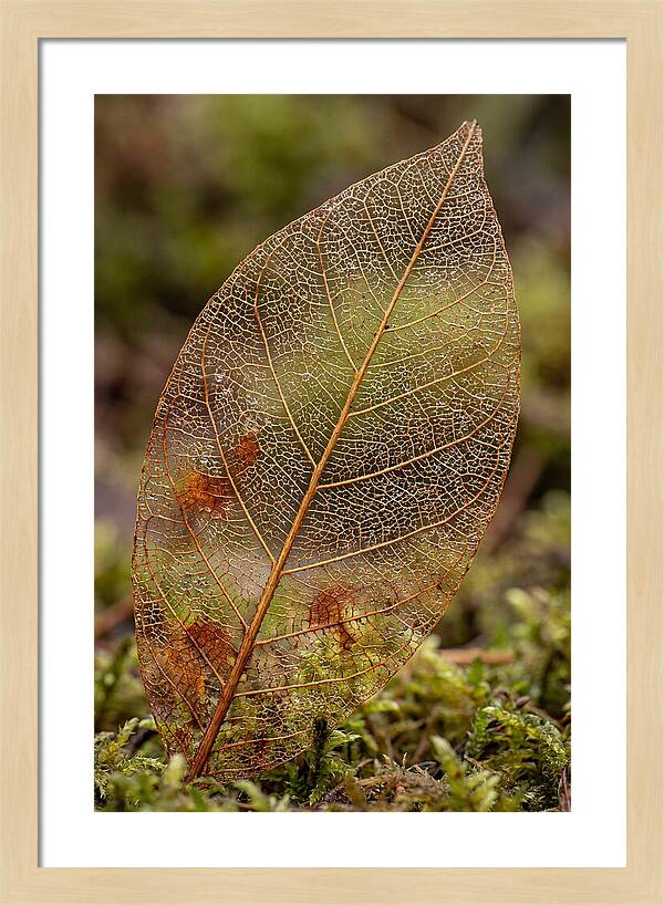 Autumn Leaf Veins