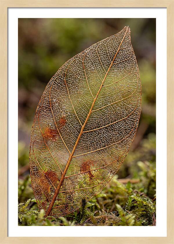 Autumn Leaf Veins