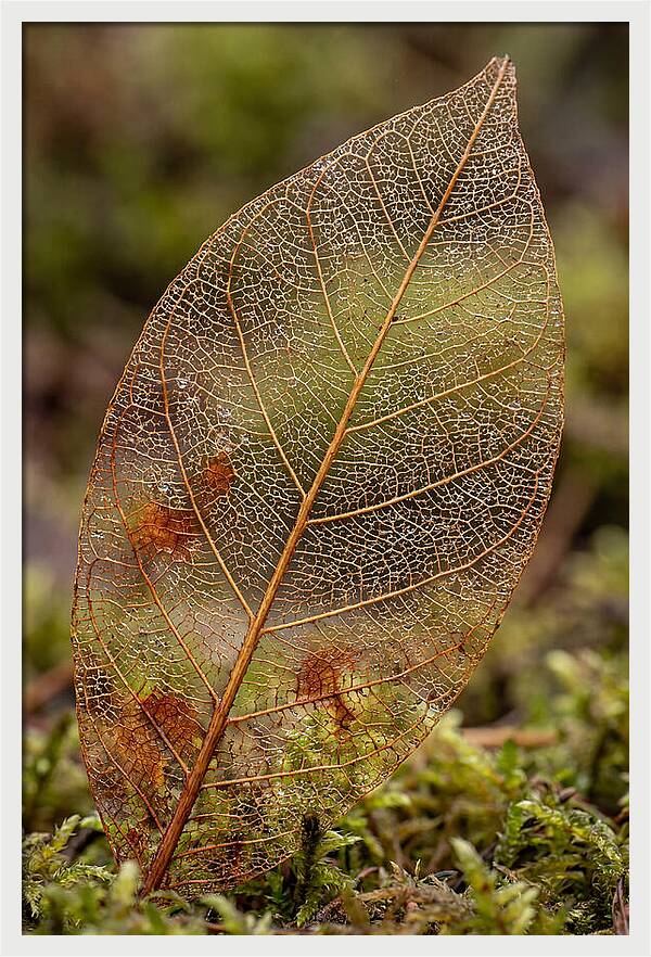 Autumn Leaf Veins
