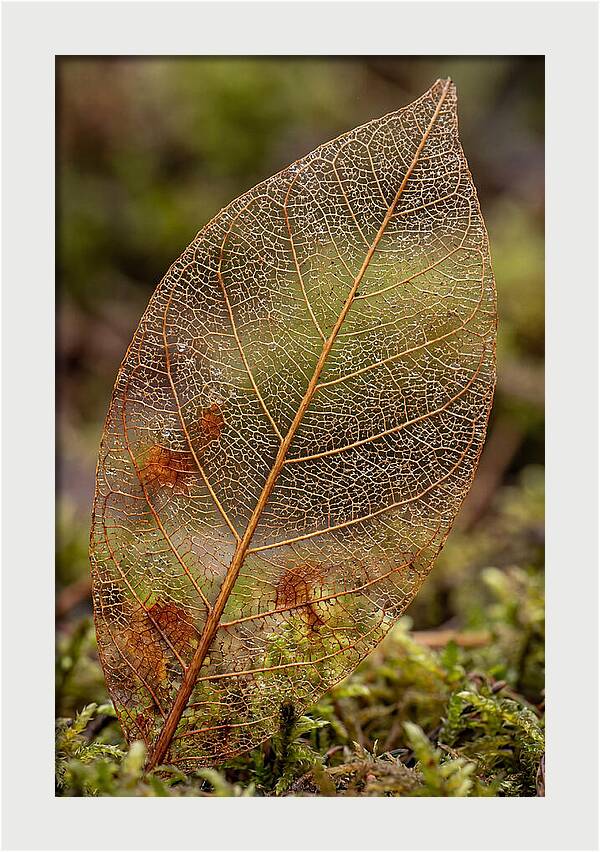 Autumn Leaf Veins