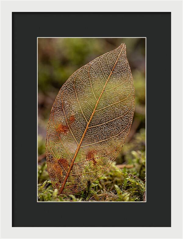Autumn Leaf Veins