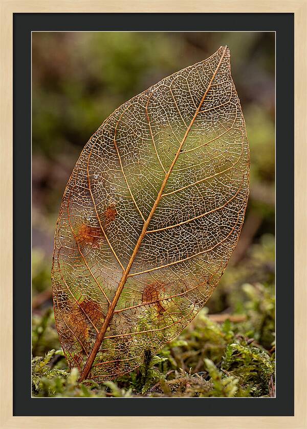 Autumn Leaf Veins