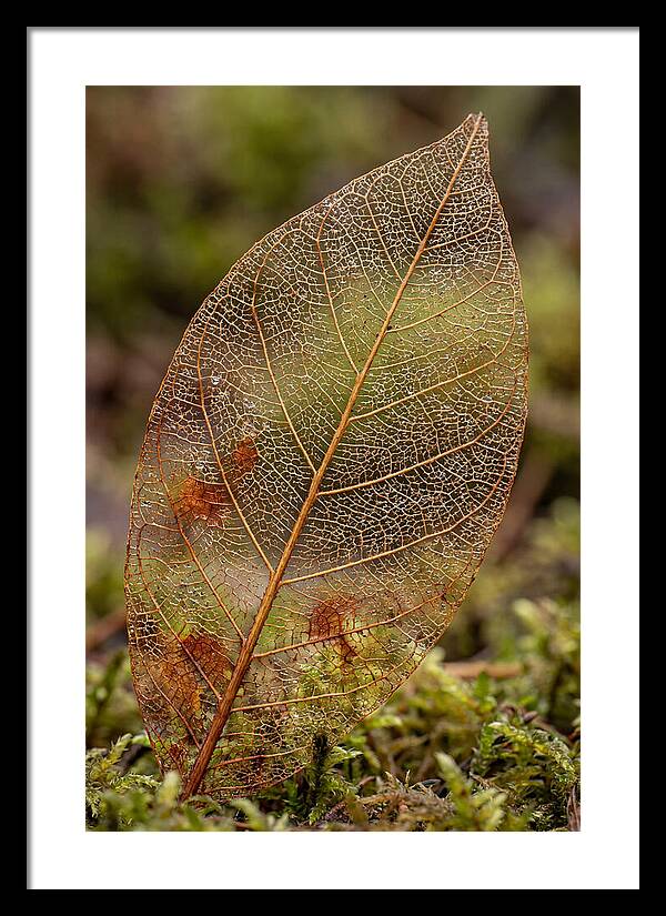 Autumn Leaf Veins