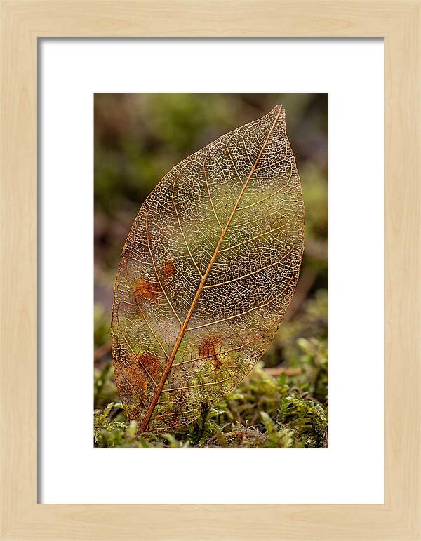 Autumn Leaf Veins