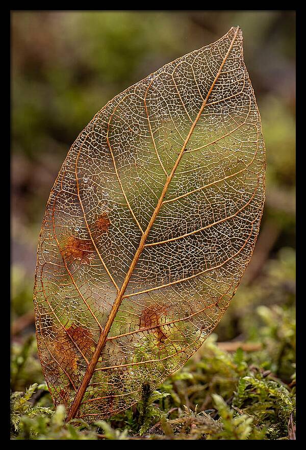 Autumn Leaf Veins