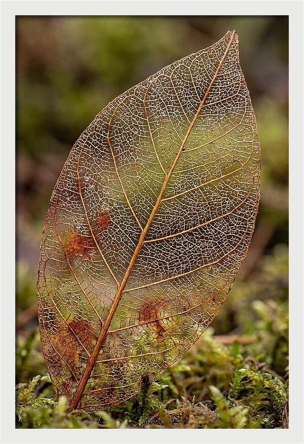 Autumn Leaf Veins
