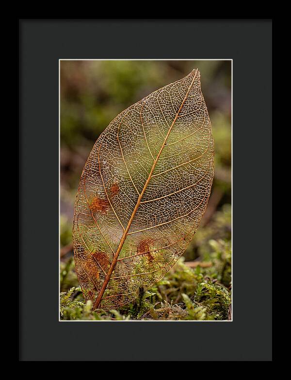 Autumn Leaf Veins