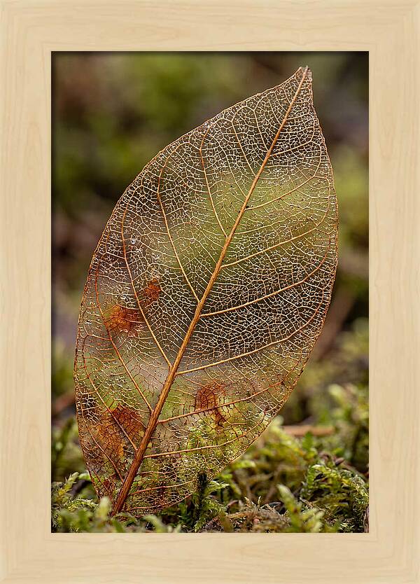 Autumn Leaf Veins