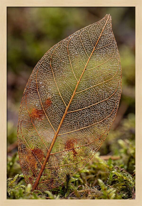 Autumn Leaf Veins
