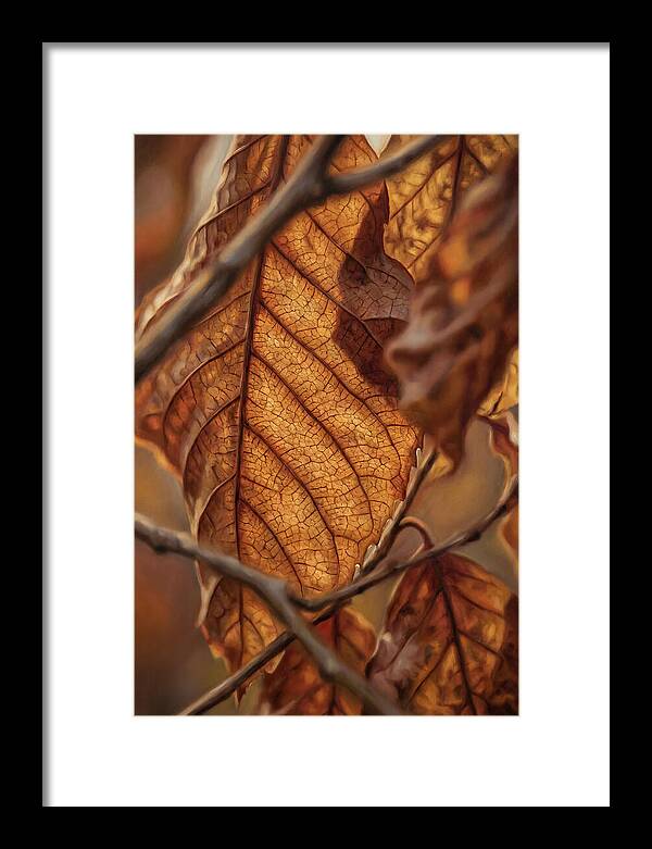 Autumn Leaf Veins In Macro