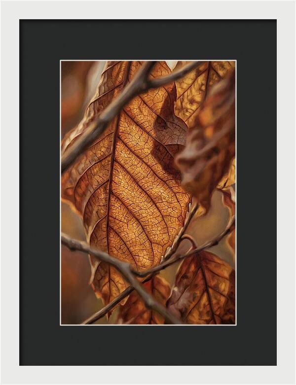 Autumn Leaf Veins In Macro