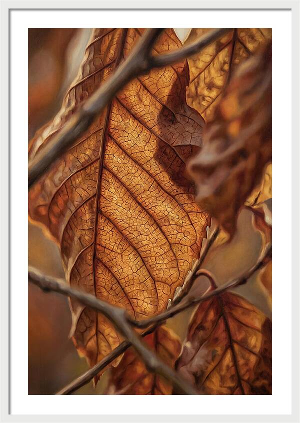 Autumn Leaf Veins In Macro