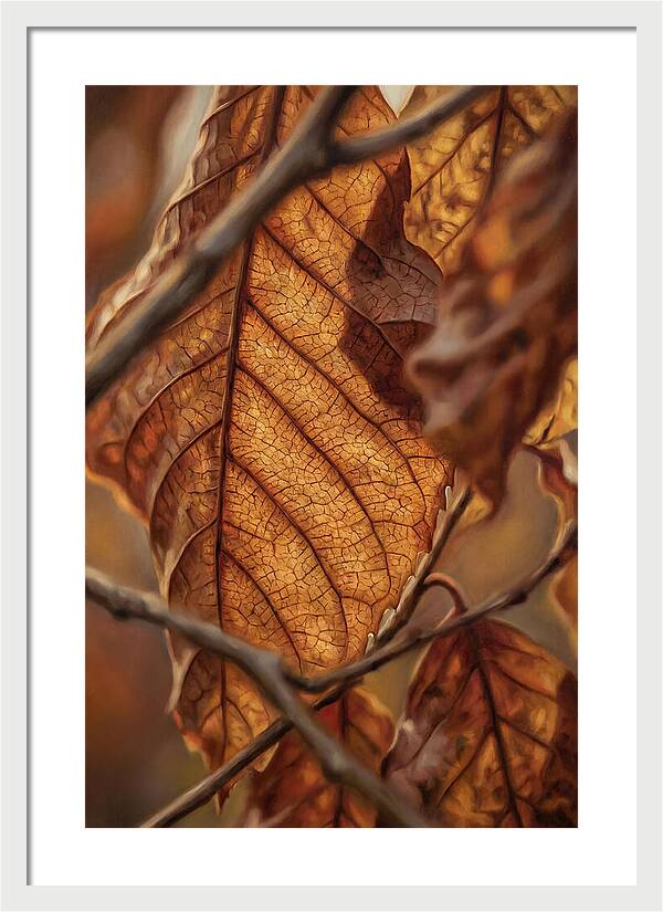 Autumn Leaf Veins In Macro