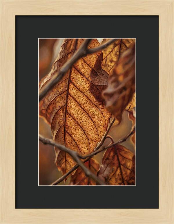 Autumn Leaf Veins In Macro