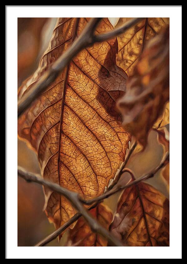 Autumn Leaf Veins In Macro