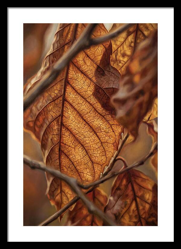 Autumn Leaf Veins In Macro