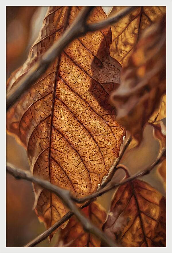 Autumn Leaf Veins In Macro