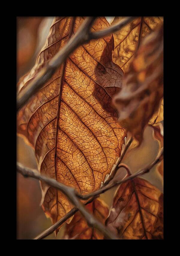 Autumn Leaf Veins In Macro