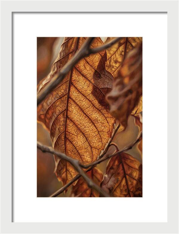 Autumn Leaf Veins In Macro