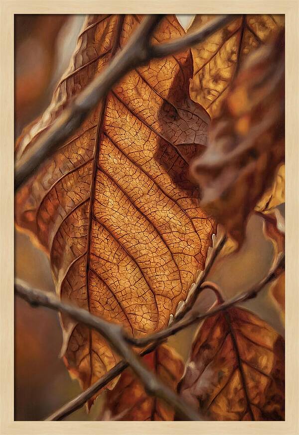 Autumn Leaf Veins In Macro