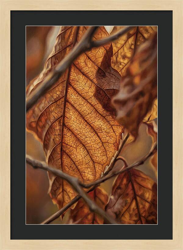 Autumn Leaf Veins In Macro