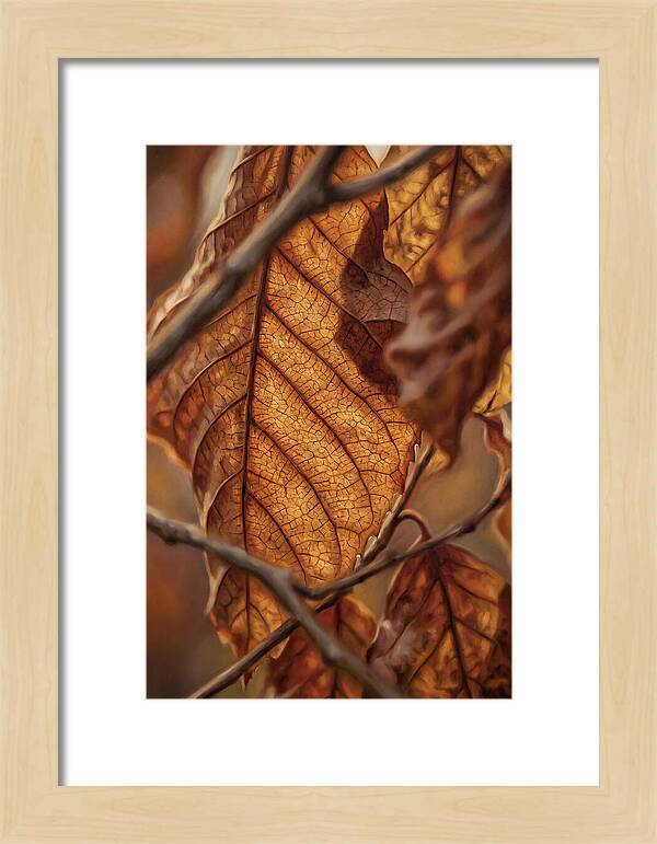 Autumn Leaf Veins In Macro