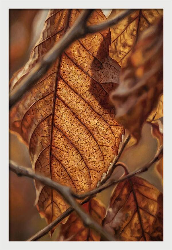 Autumn Leaf Veins In Macro